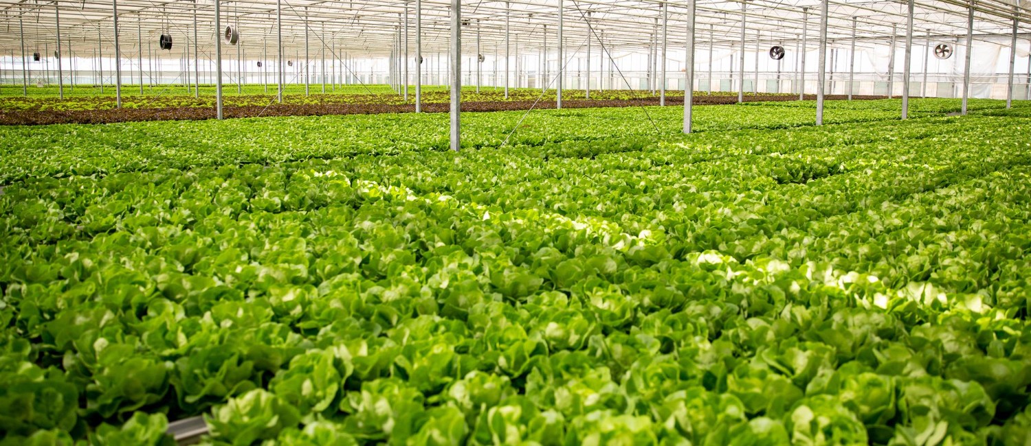 Mexico Joins FAO Initiatives to Strengthen Sustainable Agriculture and Climate Resilience